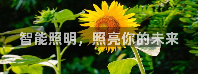 云顶t00
