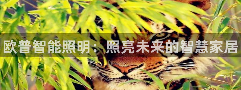 云顶集团林致华